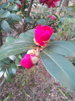 DSC_1123.JPG