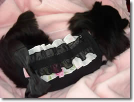 http://www.jesusdiamante.com/info/dog/c10.jpg